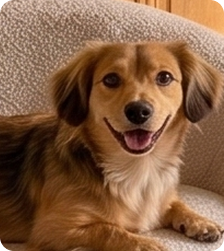 Profil de chien DojoPet